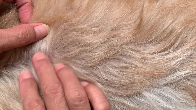 Horizontal 4K video of hands parting soft dog fur to inspect for fleas and parasites in real time. Ideal for veterinary, pet hygiene, and parasite control concepts.
