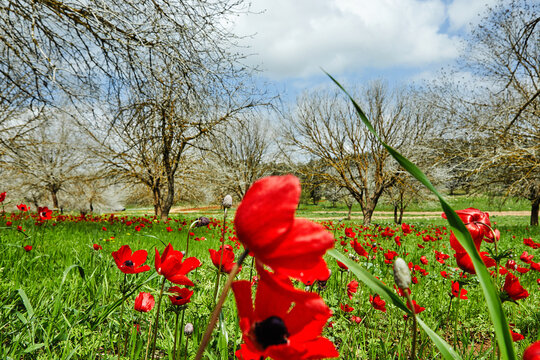 Spring flowering of red flowers anemones in green meadows in southern Israel. Red poppy flowers, national flower of Israel.