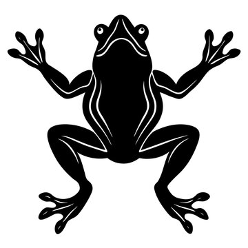 frog on a leaf