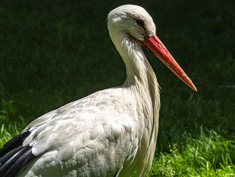 White stork (Ciconia ciconia) standing in a natural or zoo environment, displaying its distinctive white and black plumage, long red legs, and long red bill. This elegant migratory bird