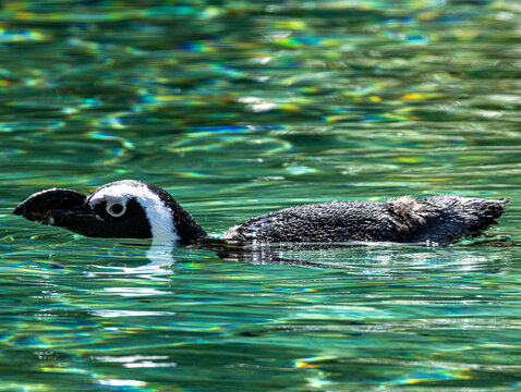 African penguin (Spheniscus demersus) at Champr&eacute;pus Zoo in Normandy, France. Portrait of this distinctive seabird showing its black and white plumage, characteristic markings and elegant posture. Wild