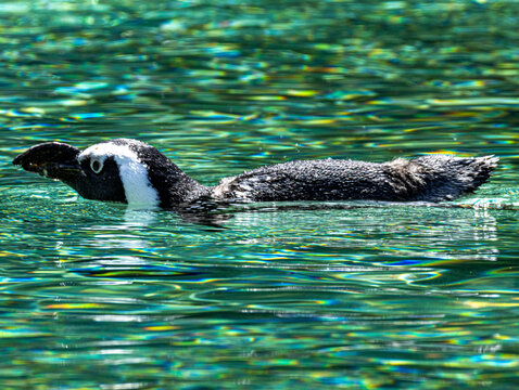 African penguin (Spheniscus demersus) at Champr&eacute;pus Zoo in Normandy, France. Portrait of this distinctive seabird showing its black and white plumage, characteristic markings and elegant posture. Wild