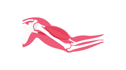 Obraz premium Human Arm Anatomy Diagram