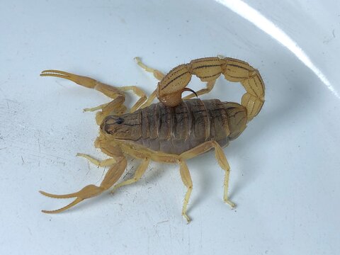 Scorpion Close Up on White Background &ndash; Detailed Arthropod Wildlife Photography