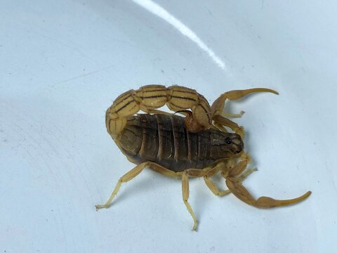 Scorpion Close Up on White Background &ndash; Detailed Arthropod Wildlife Photography