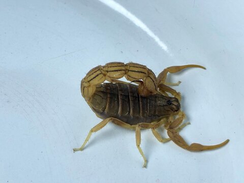 Scorpion Close Up on White Background &ndash; Detailed Arthropod Wildlife Photography