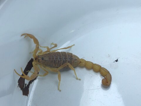 Scorpion Close Up on White Background &ndash; Detailed Arthropod Wildlife Photography