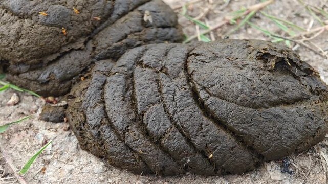 Fresh Bos taurus dung lies on the ground, attracting small flies on a sunny day