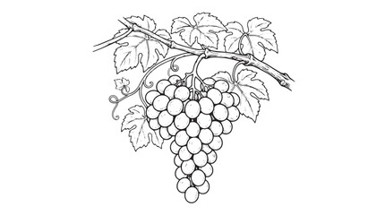Naklejka premium Vintage grape bunch sketch, hand drawn grapevine with leaves vector, black and white wine fruit illustration for winery branding