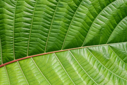 Green tropical leaf texture with prominent veins and natural botanical pattern, creating fresh organic background