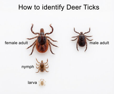 life cycle of deer ticks