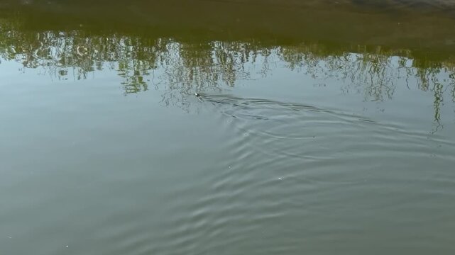 Grass snake (Natrix natrix) swimming away across calm green river water among mirrored tree reflections, head above the surface, body submerged, soft ripples spreading