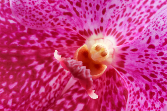 Orchid flower macro reveals vivid pink petal pattern, orange column, and curled reproductive structure with intricate botanical detail and saturated color