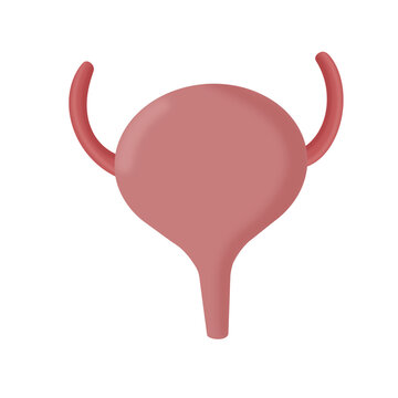 Human bladder illustration