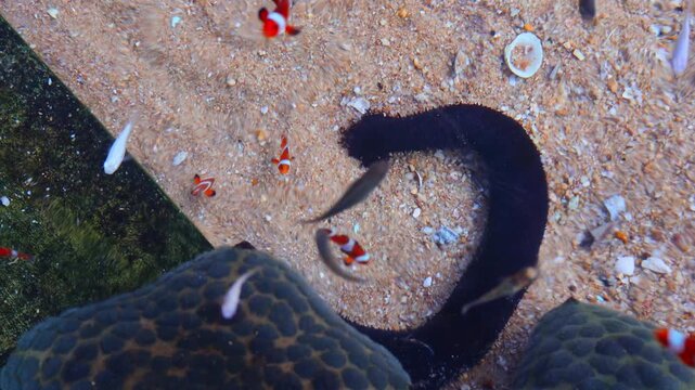 Clownfish swimming in an aquarium tank alongside a long black sea cucumber and a pin cushion sea star