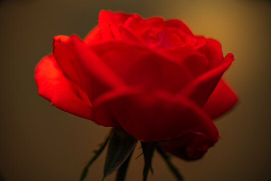 Red rose flower maco close up beauty