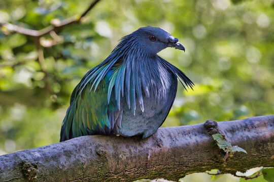 This is a Nicobar pigeon, Caloenas nicobarica, resting on a thick branch. The large bird displays beautiful iridescent metallic green and blue hackle feathers.
