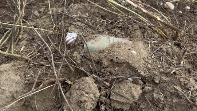 Unexploded KOBE 3B30 dual-purpose cluster submunition half buried in sand on a demining site, its grooved casing barely visible among dry stems and empty snail shells