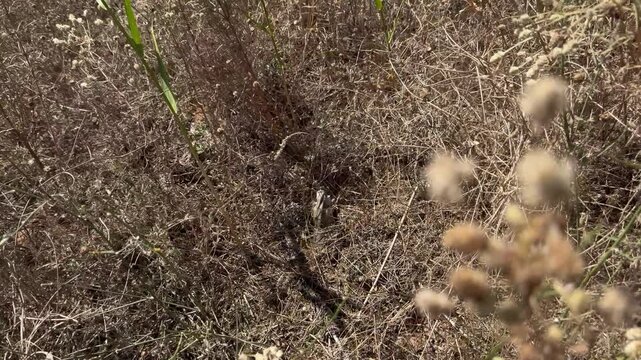 Crossed wooden battens with red ends mark the spot of an unexploded KOBE 3B30 dual-purpose cluster submunition hidden in dry grass on a humanitarian demining site