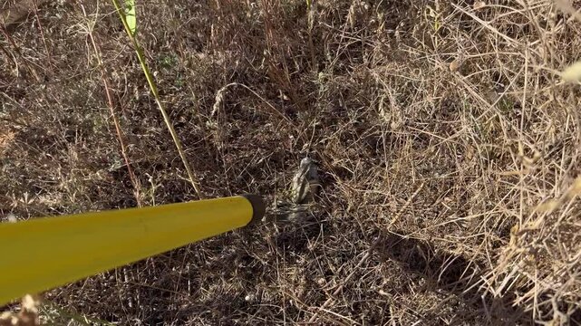 Metal detector tip points at an unexploded KOBE 3B30 dual-purpose cluster submunition hidden in dry grass during a humanitarian demining survey under hard sunlight