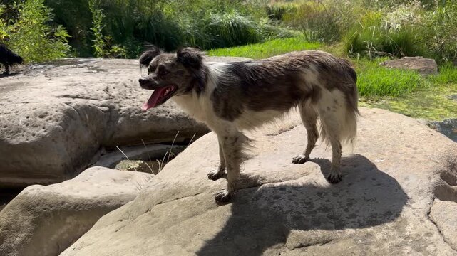 Wet stray dog with long black-and-white fur panting on a granite boulder after a swim, a second black dog behind it, green grass and rocky slope in the background