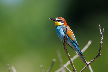 Obraz premium European bee-eater (Merops apiaster) perched on a branch holding caught insect in beak