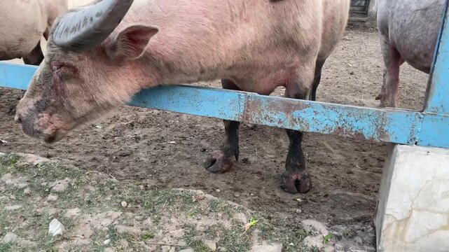 Hand-Feeding a Rare Pink Albino Buffalo at a Farm