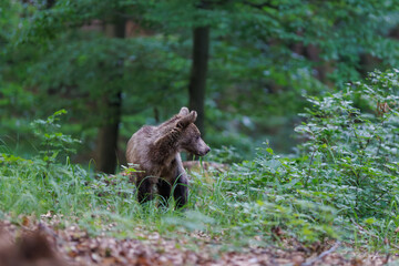 Brown bear cub (Ursus arctos) foraging and sniffing a mossy stump in the forest © Branislav
