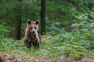 Cute brown bear cub (Ursus arctos) with tilted head looking at camera in forest © Branislav