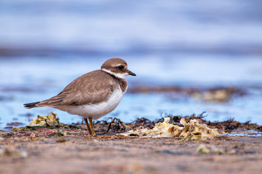 Common Ringed Plover resting on the coast.