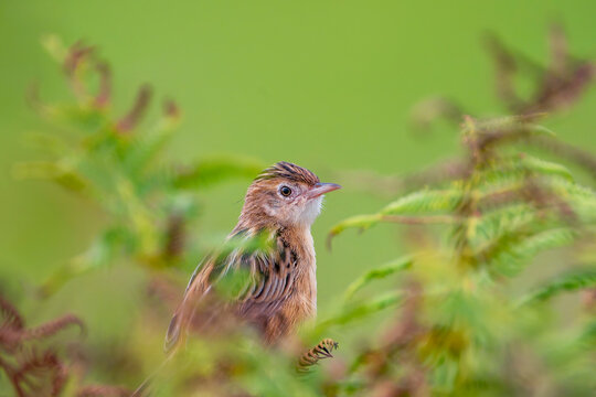 Zitting Cisticola perched on a bush on the Cantabrian coast in Asturias.