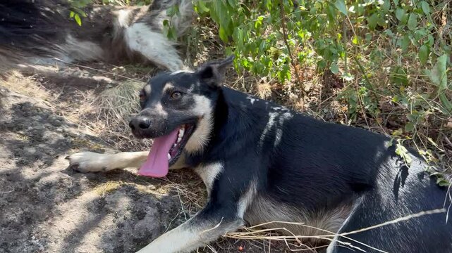 Stray dogs resting in the shade of a bush on a hot day, panting with tongues out on rocky ground, one with long matted fur full of burrs, another short-haired black and tan