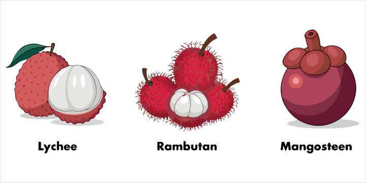 Tropical Exotic Fruits Collection with Lychee, Rambutan and Mangosteen &ndash; Hand Drawn Vector Illustration