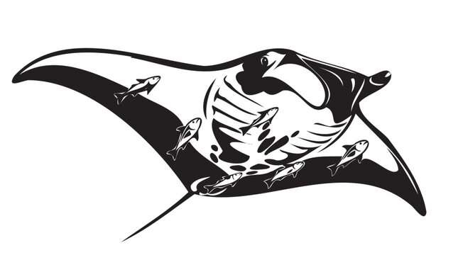 Tribal manta ray vector tattoo design. Ocean marine animal illustration. Polynesian seafarer art logo. Black and white vector graphic.
