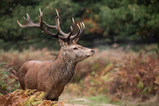 Beautiful colourful portrait of red deer Cervus Elaphus in Autumn Fall forest landscape
