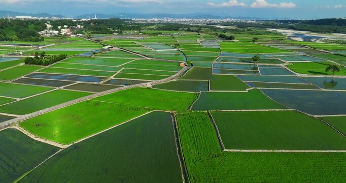 High angle aerial view of vibrant green rice paddies and flooded fields forming a patchwork rural landscape