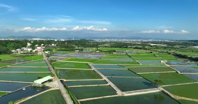 High angle aerial view of vibrant green rice paddies and flooded fields forming a patchwork rural landscape