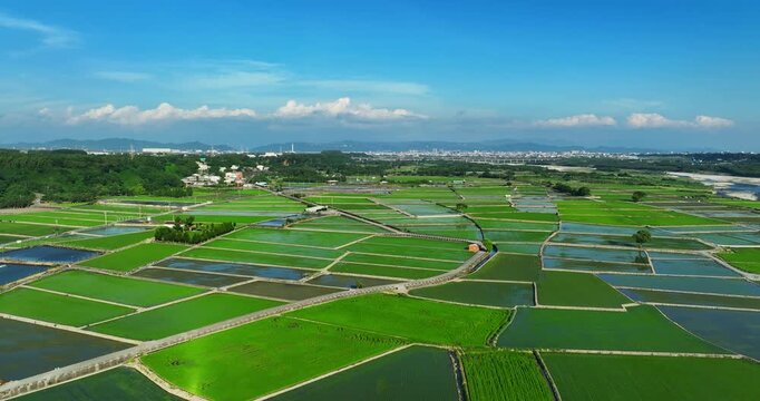 High angle aerial view of vibrant green rice paddies and flooded fields forming a patchwork rural landscape