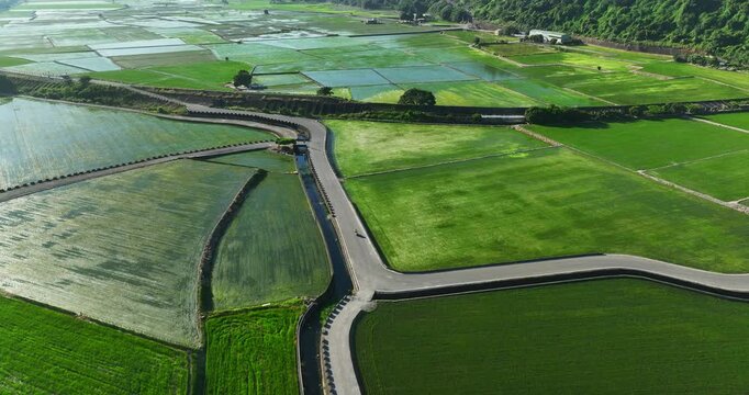 High angle aerial view of vibrant green rice paddies and flooded fields forming a patchwork rural landscape