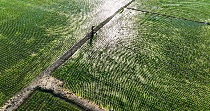 High angle aerial view of a farmer working in a neatly aligned green rice paddy