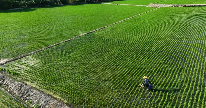 High angle aerial view of a farmer working in a neatly aligned green rice paddy