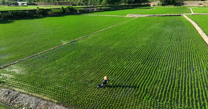 High angle aerial view of a farmer working in a neatly aligned green rice paddy