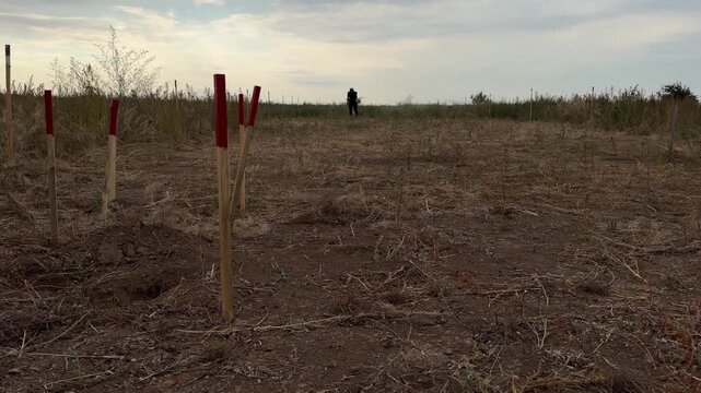 Red topped marker stakes edge a cleared demining strip while a worker cuts tall dry vegetation with a brush cutter along the boundary under overcast sky