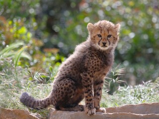 Jeune bébé guépard assis au soleil dans la végétation et regardant face à lui. En arrière plan, des branches d'arbre floues sont visibles.  © Xavier