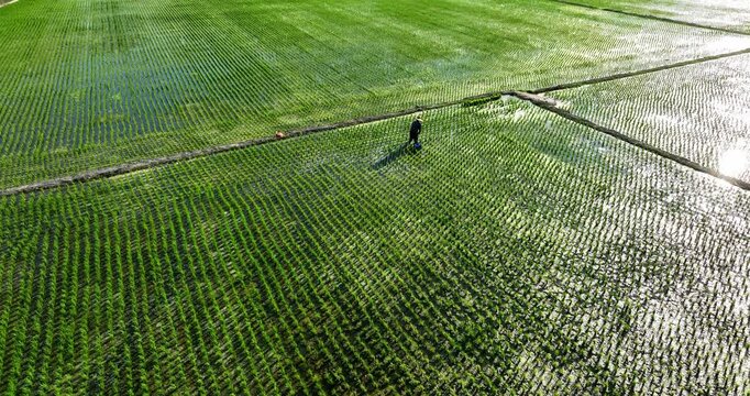 High angle aerial view of a farmer working in a neatly aligned green rice paddy
