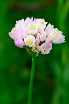 Rosy garlic // Rosenlauch (Allium roseum) - El Torcal, Andalusia, Spain
