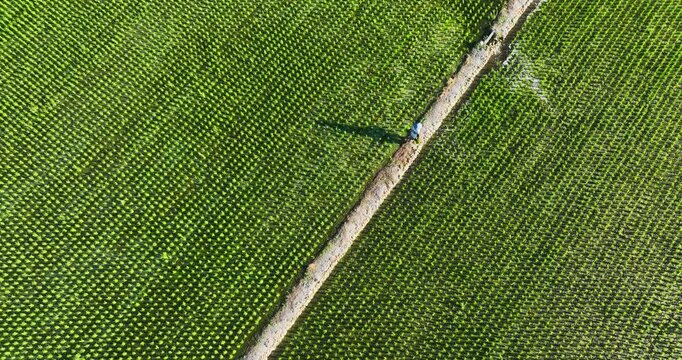 High angle aerial view of a farmer working in a neatly aligned green rice paddy