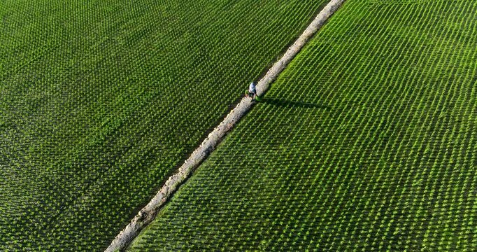 High angle aerial view of a farmer working in a neatly aligned green rice paddy