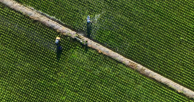 High angle aerial view of a farmer working in a neatly aligned green rice paddy