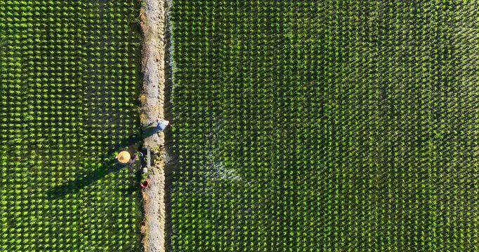 High angle aerial view of a farmer working in a neatly aligned green rice paddy